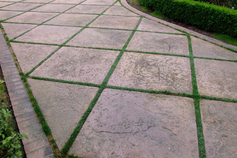 Groundcover Forms Geometric Patterns