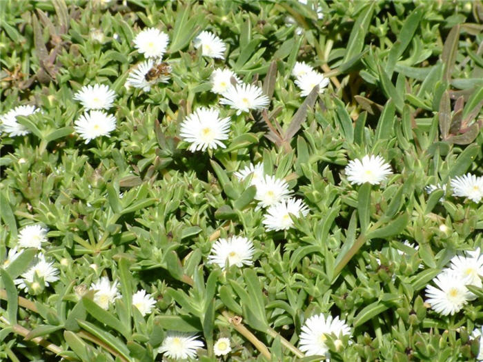 Plant photo of: Delosperma 'Alba'