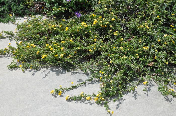 Plant photo of: Lantana 'Trailing Yellow'