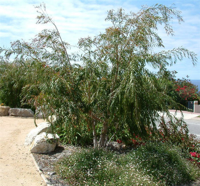 Peppermint Tree