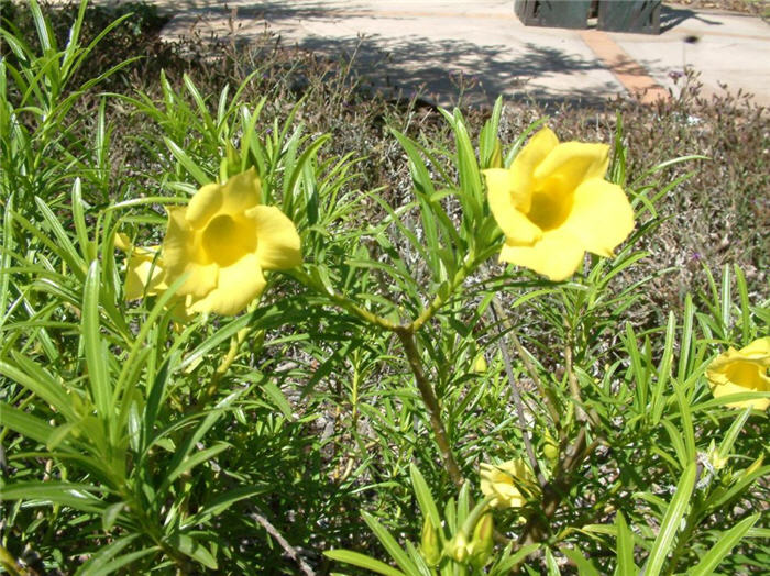 Plant photo of: Thevetia neriifolia