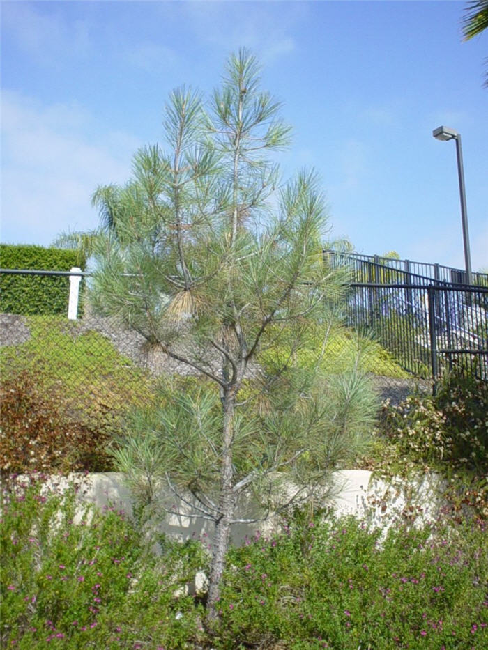 Foothill Pine, Gray and Digger Pine