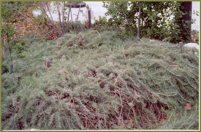 Plant photo of: Artemisia californica 'Canyon Gray'
