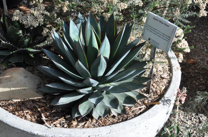 Plant photo of: Agave 'Blue Glow'
