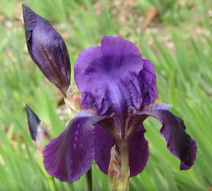 Iris bearded 'Grandma's Purple Flag'