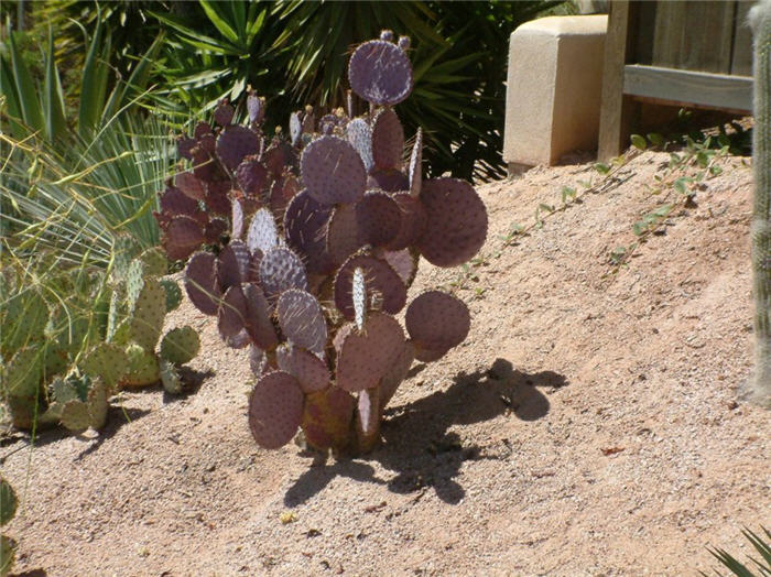 Purple Prickly Pear
