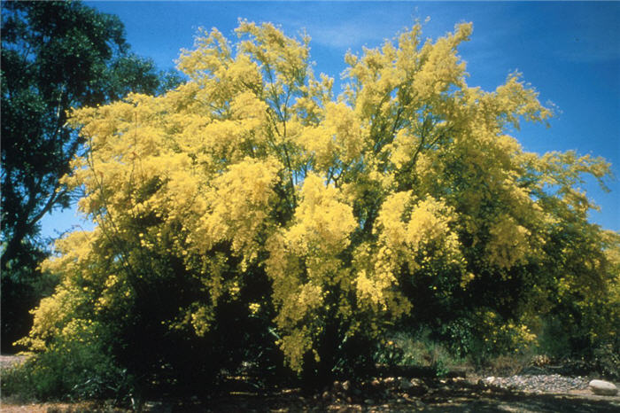 Foothill Palo Verde, Yellow Palo Ve