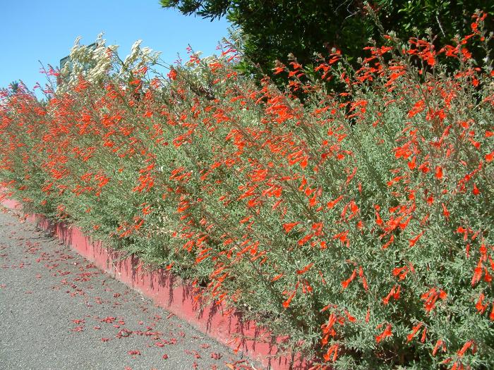 Catalina California Fuchsia