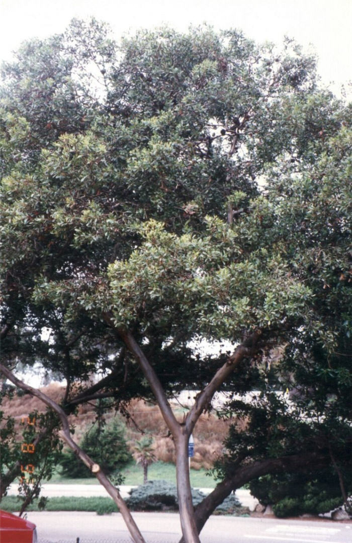 Plant photo of: Eucalyptus conferruminata