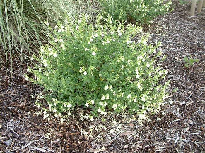 Plant photo of: Salvia greggii 'Alba'