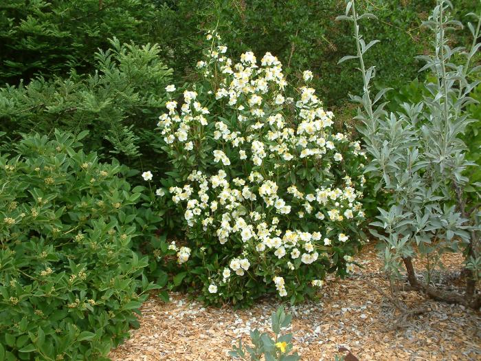 Carpenteria californica 'Elizabeth'