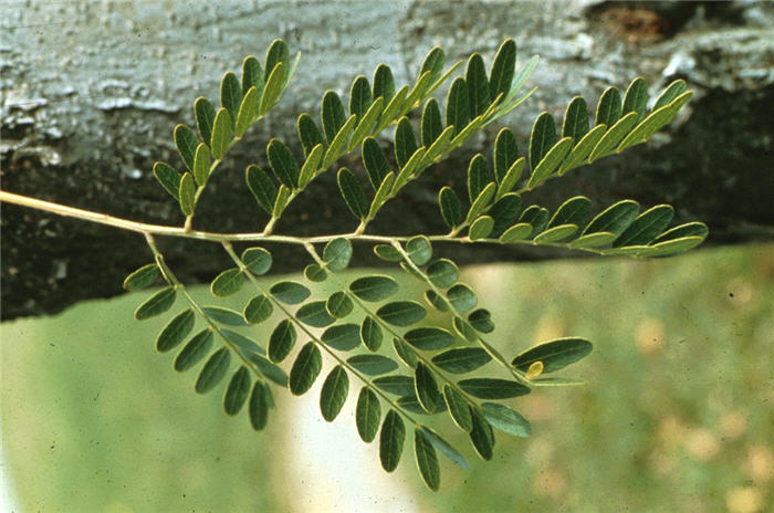 Plant photo of: Gleditsia tricanthos inermis 'Shademaste
