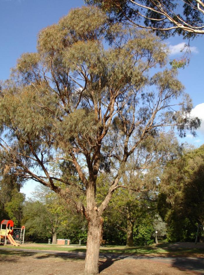 Plant photo of: Eucalyptus nicholii