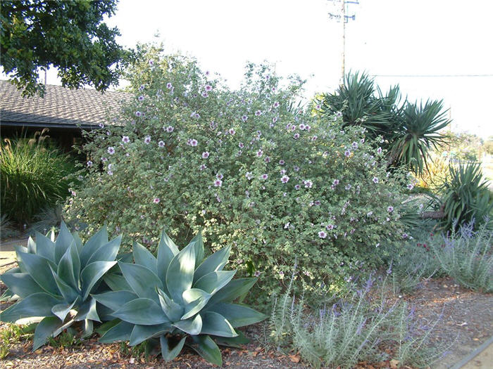 Plant photo of: Lavatara maritima