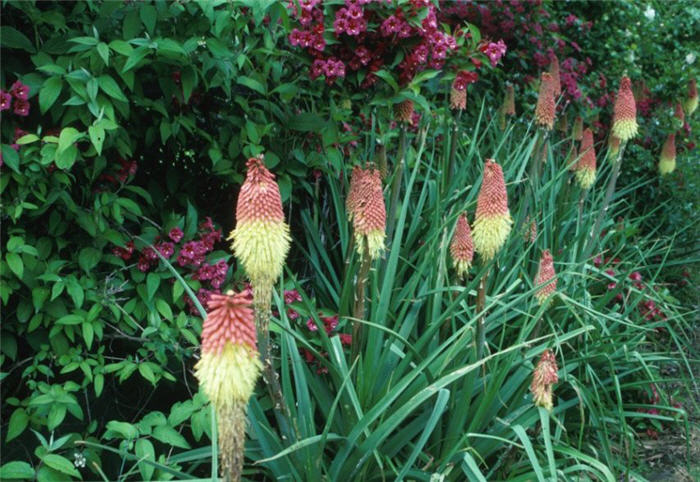 Torch Lily selections