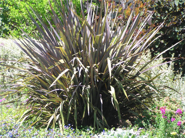 Plant photo of: Phormium tenax 'Atropurpureum'