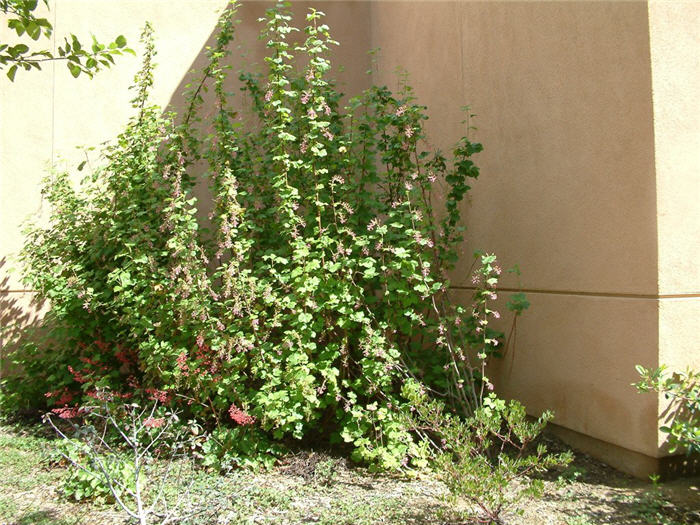 Fuchsia Flowering Gooseberry