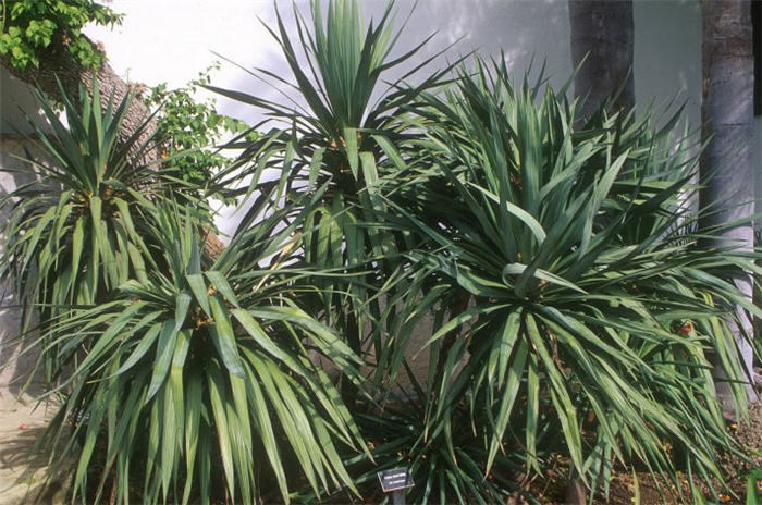 Curve Leaf Yucca