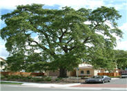 Valley Oak, California White Oak