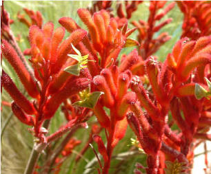 Red Flowering Plant