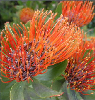 Orange flower