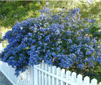 Ceanothus