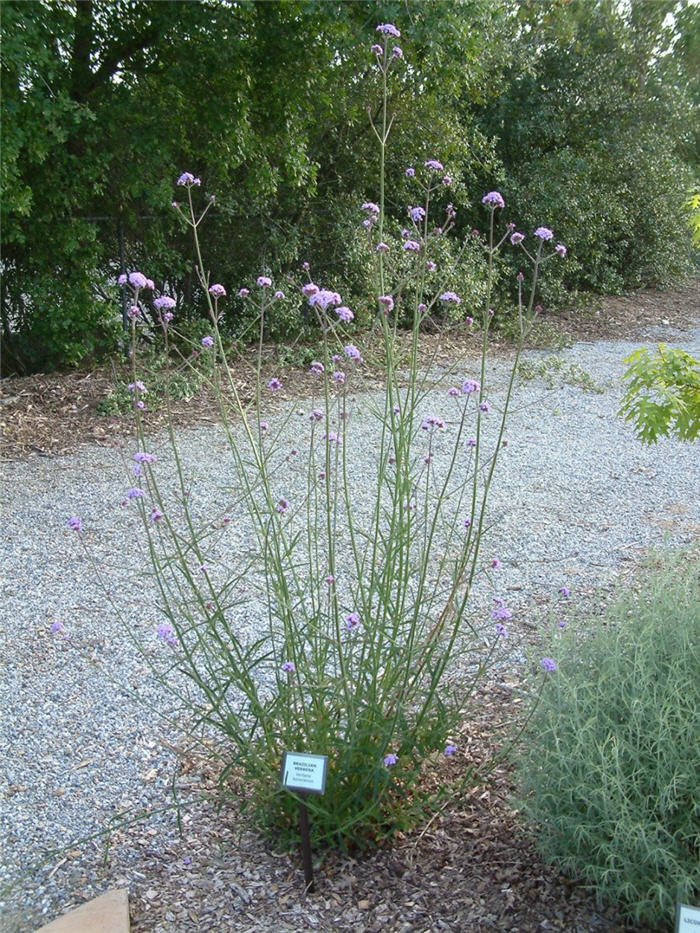 Brazilian Verbena