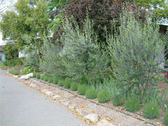 Plant photo of: Olea europaea 'Swan Hill'