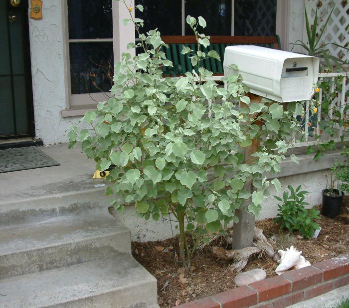 Plant photo of: Abutilon palmeri