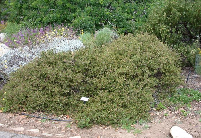 Arctostaphylos 'Monterey Carpet'