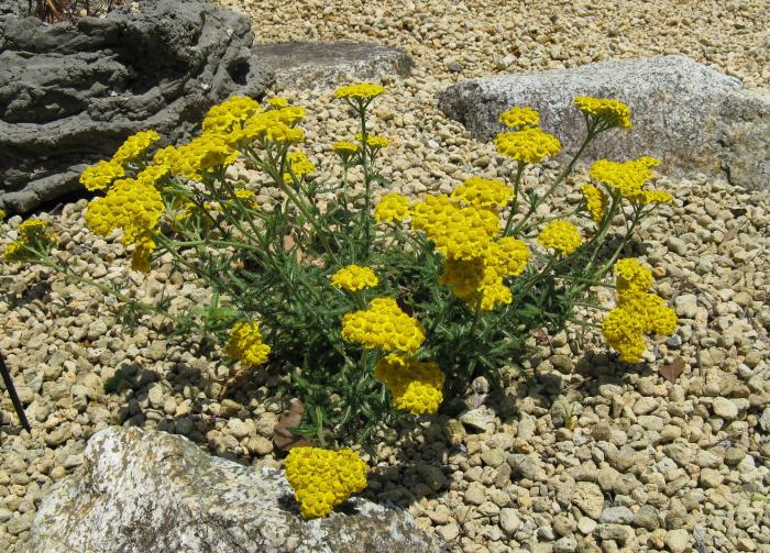 Achillea tomentosa