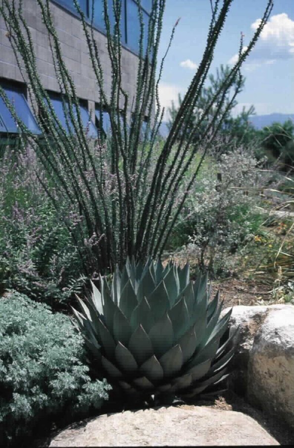 Cabbage Head Agave