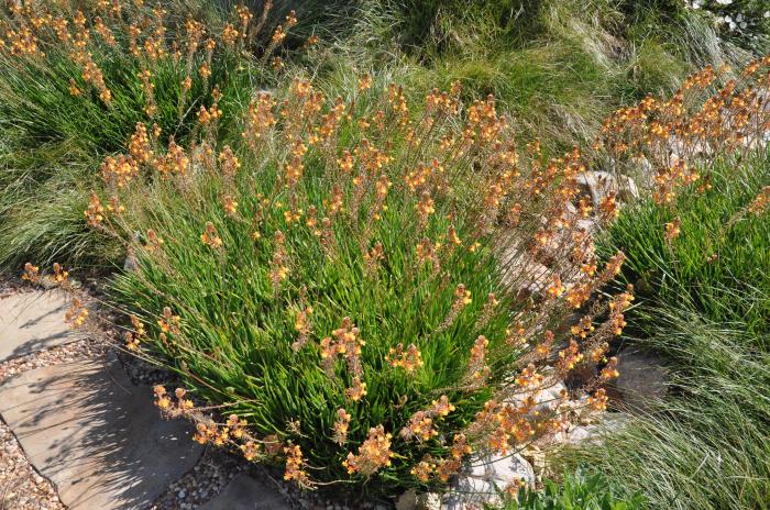 Plant photo of: Bulbine frutescens 'Hallmark'