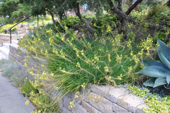 Bulbine frutescens 'Yellow'