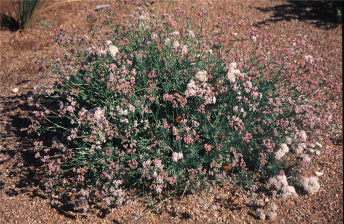 Eriogonum fasciculatum poliofolium