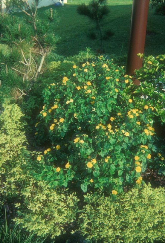 Lantana camara 'Dwarf Yellow'