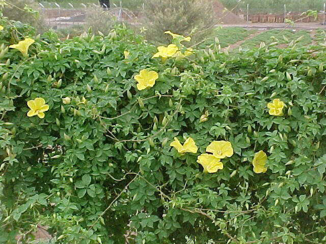 Yellow Morning Glory Vine