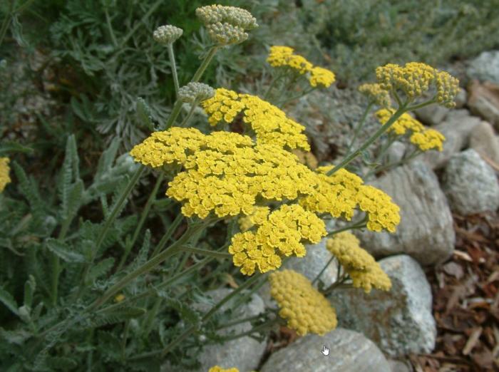 Achillea 'Moonshine'