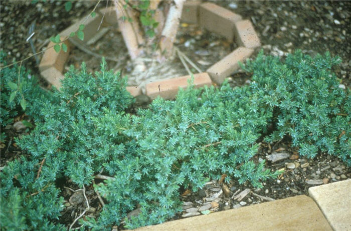 Blue Pacifi Shore Juniper