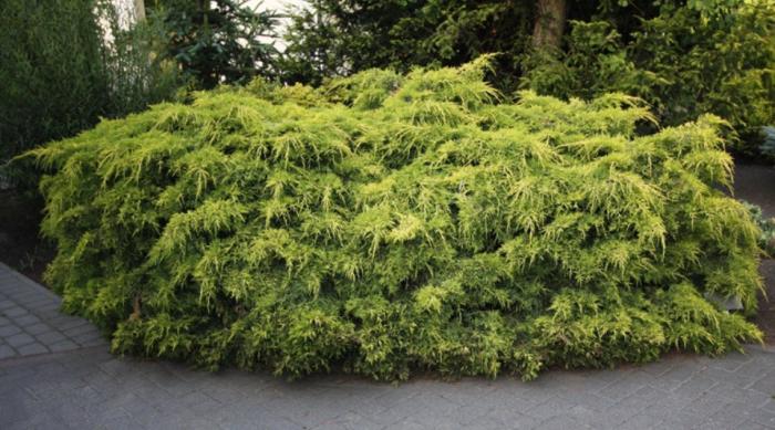 Plant photo of: Juniperus x pfitzeriana 'Aurea'