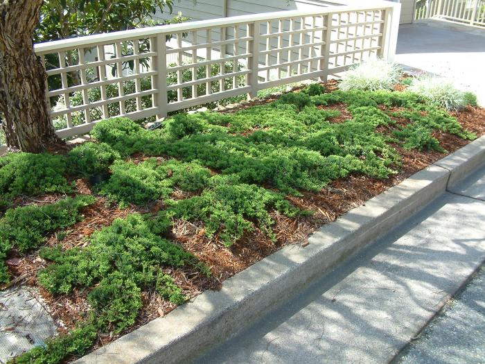 Juniperus procumbens 'Nana'