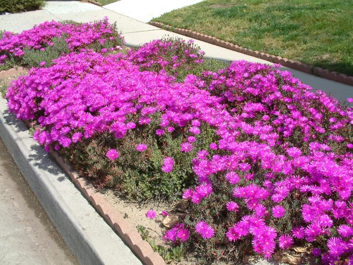 Trailing Ice Plant