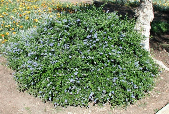 Ceanothus griseus horizontalis