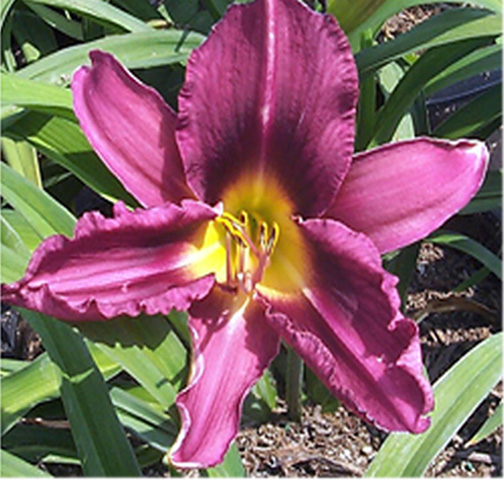 Plant photo of: Hemerocallis 'Russian Rhapsody'