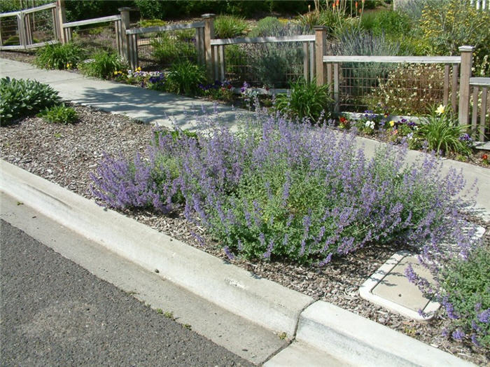 Plant photo of: Nepeta X Faassenii