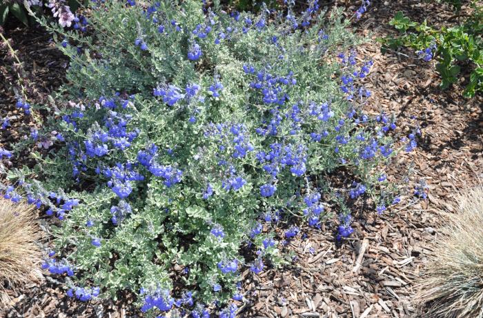 Salvia chamaedryoides