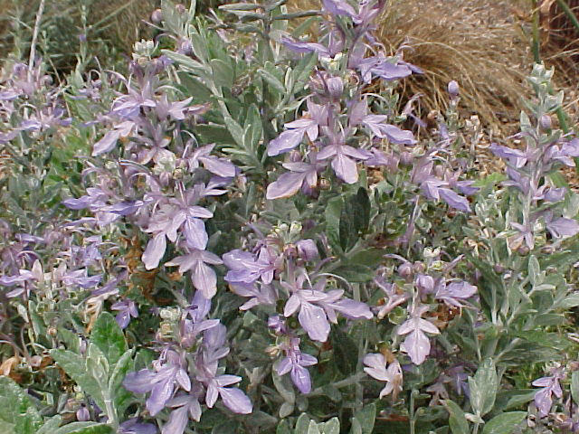 Plant photo of: Teucrium Frutican 'Azureum'