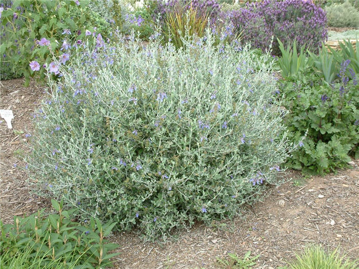 Plant photo of: Teucrium Frutican 'Azureum'