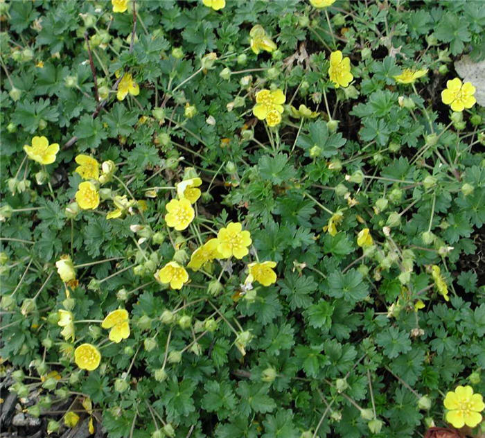 Potentilla tabernaemontani