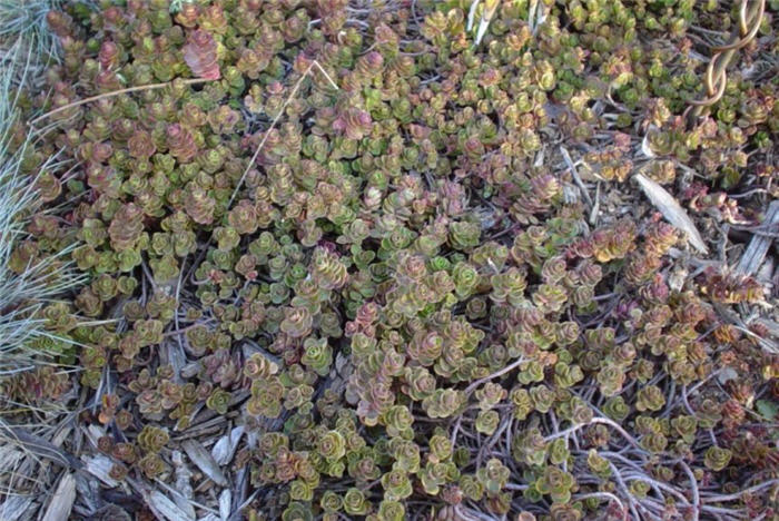 Dragon's Blood Sedum